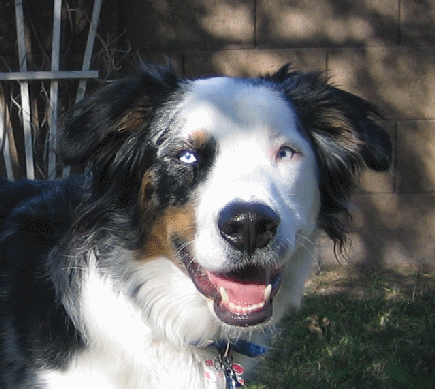 BLUE MERLE MALE - FITZ!